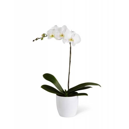 Planta de Orqu�dea Colores consulte antes de comprar