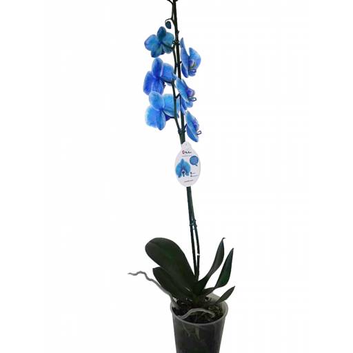 Planta de Orqudea Colores consulte antes de comprar