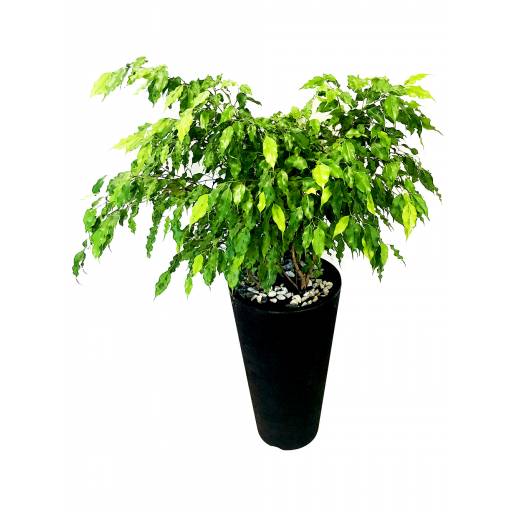 Ficus en macetón minimalista