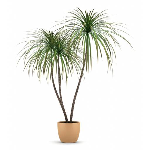 Dracena-Dracaena 