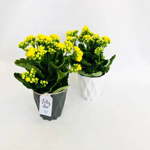 Kalanchoe en peque�o macet�n